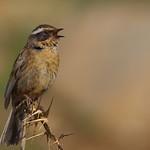 Пёстрая завирушка / Prunella ocularis