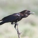 Африканский грач / Corvus capensis