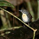Амазонский тапакуло / Liosceles thoracicus
