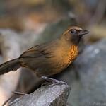 Orange-breasted Laughingthrush / Garrulax annamensis
