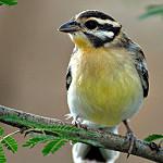 Желтобрюхая овсянка / Emberiza flaviventris