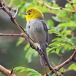 Yellow-headed Warbler / Teretistris fernandinae