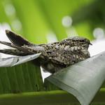 Малый сумеречник / Chordeiles acutipennis