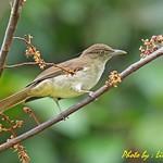 Борнейский бюльбюль / Pycnonotus pseudosimplex