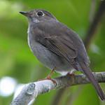 Cuban Solitaire / Myadestes elisabeth