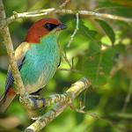 Black-backed Tanager / Stilpnia peruviana