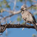 Серый бананоед / Crinifer concolor