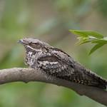 Абиссинский козодой / Caprimulgus poliocephalus