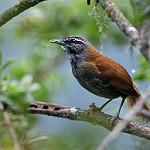 Plain-tailed Wren / Pheugopedius euophrys