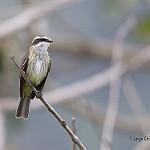 Piratic Flycatcher / Legatus leucophaius