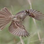 Brownish Elaenia / Elaenia pelzelni