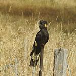 Yellow-tailed Black Cockatoo / Zanda funerea