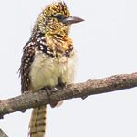 Usambiro Barbet / Trachyphonus usambiro