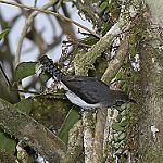 Grey-mantled Wren / Odontorchilus branickii