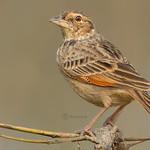Bengal Bush Lark / Plocealauda assamica