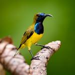 Garden Sunbird / Cinnyris jugularis