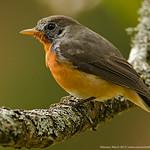 Kashmir Flycatcher / Ficedula subrubra