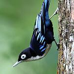Blue Nuthatch / Sitta azurea