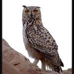 Фараонов филин / Bubo ascalaphus