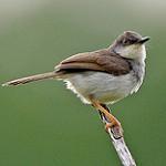 Grey-breasted Prinia / Prinia hodgsonii