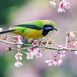 Orange-bellied Leafbird / Chloropsis hardwickii