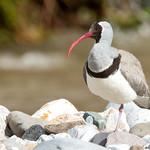 Ibisbill / Ibidorhyncha struthersii