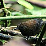 Northern Nightingale-Wren / Microcerculus philomela
