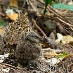 Snares Snipe / Coenocorypha huegeli