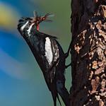 Сосновый дятел-сокоед / Sphyrapicus thyroideus