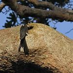 Lophoceros semifasciatus
