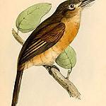 Fulvous-chinned Nunlet / Nonnula sclateri