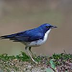 Siberian Blue Robin / Larvivora cyane