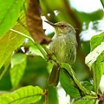 Длинноклювый апалис / Artisornis moreaui