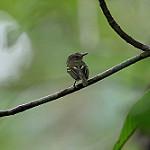 Double-banded Pygmy Tyrant / Lophotriccus vitiosus