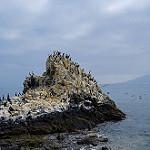 Guanay Cormorant / Leucocarbo bougainvilliorum