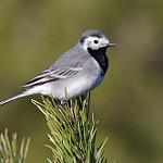 Белая трясогузка / Motacilla alba