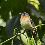 Handsome Flycatcher / Nephelomyias pulcher