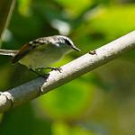 Rufous-winged Tyrannulet / Mecocerculus calopterus