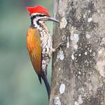 Himalayan Flameback / Dinopium shorii