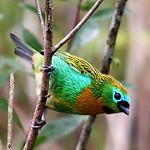 Brassy-breasted Tanager / Tangara desmaresti