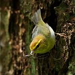 Рыжешапочная пеночка / Phylloscopus ruficapilla