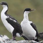 Macquarie Shag / Leucocarbo purpurascens