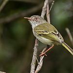 Изменчивый тоди-тиранн / Hemitriccus margaritaceiventer