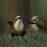 Сероголовая яху / Pomatostomus temporalis