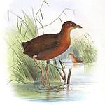 Каштановоголовый пастушок / Anurolimnas castaneiceps