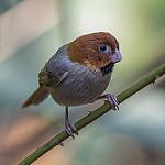 Short-tailed Parrotbill / Suthora davidiana
