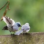 White-tailed Flycatcher / Leucoptilon concretum