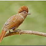 Striated Laughingthrush / Grammatoptila striata