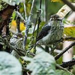 Equatorial Greytail / Xenerpestes singularis