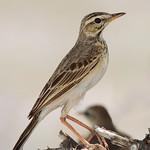 Африканский конёк / Anthus cinnamomeus
